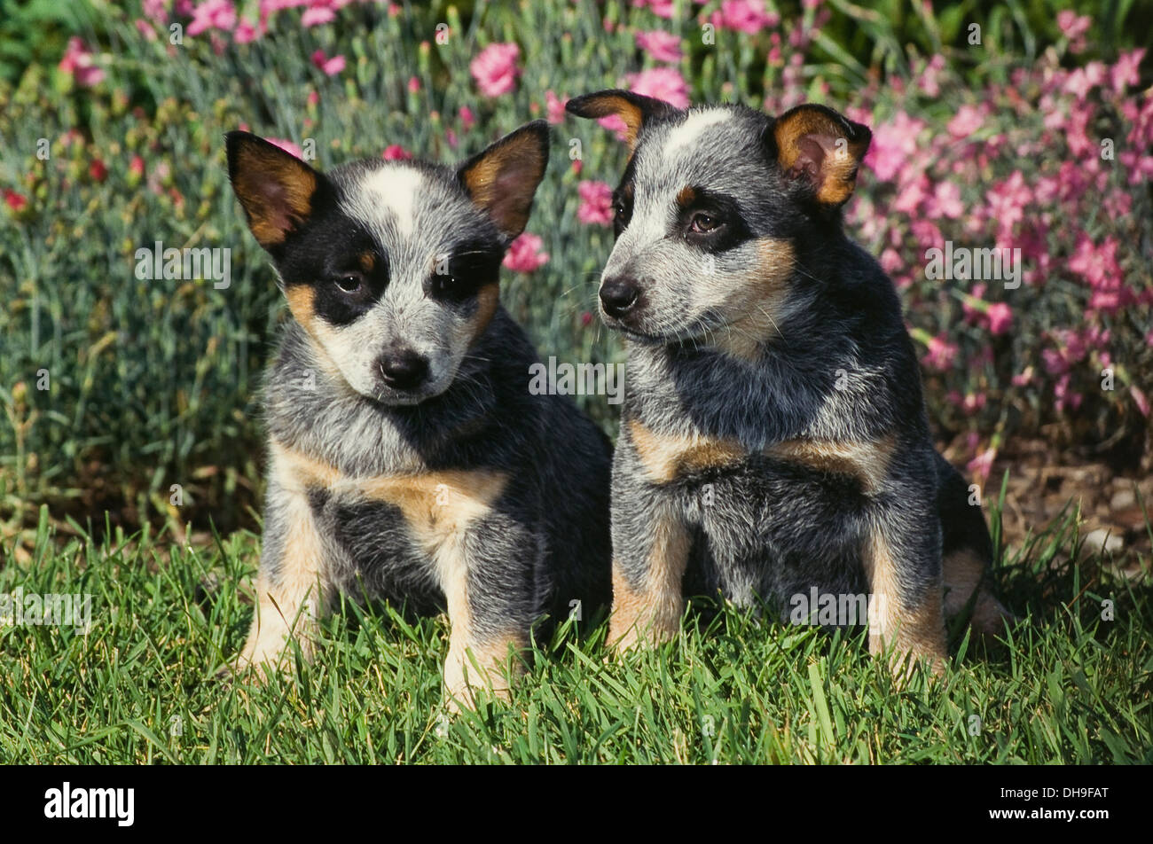 Due Miniature pinscher cuccioli in erba Foto Stock