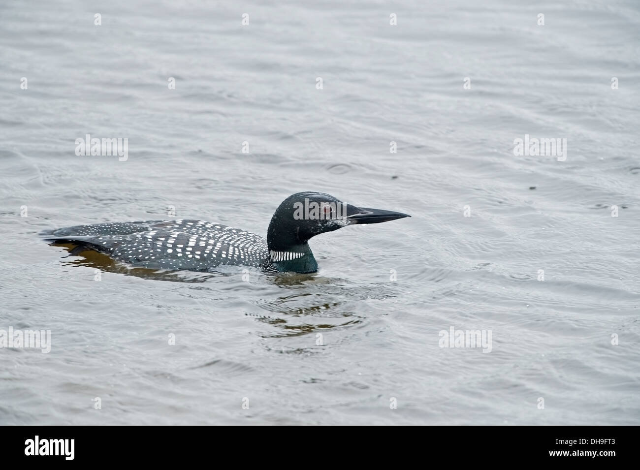 Great Northern Diver (Gavia immer) in estate piumaggio al Pool Longrock Marazion Marsh, Bob Sharples/Alamy Foto Stock