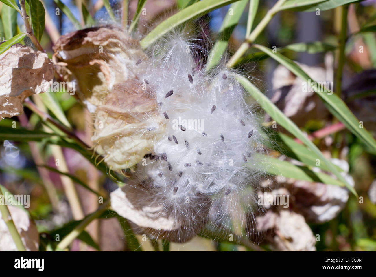 Impianto di palloncino (Asclepias physocarpa) Foto Stock