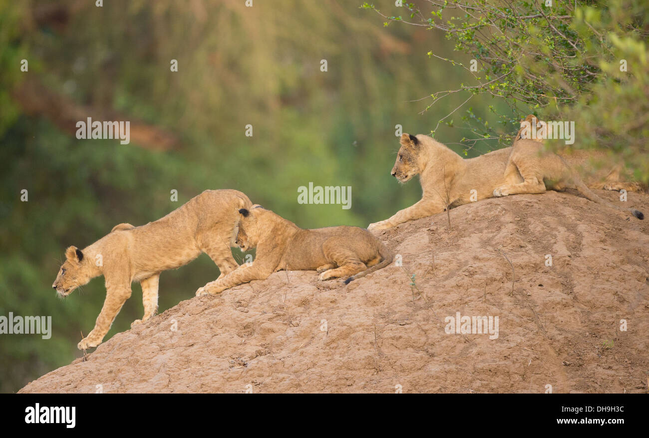 Quattro cuccioli di leone (Leo panthera) su termite mound, uno cub cammina verso il basso come gli altri guardano su Foto Stock