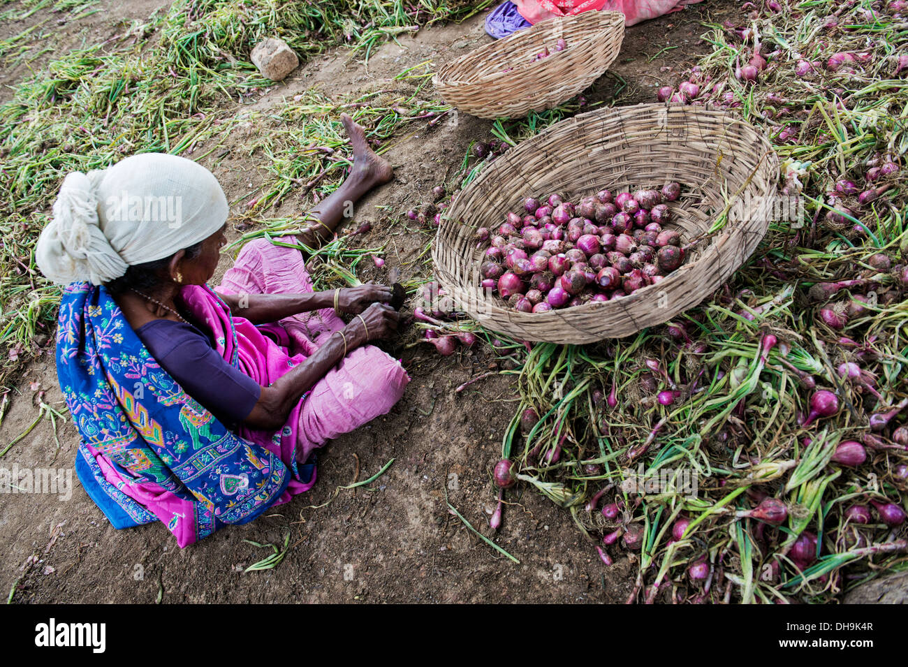 Rurale villaggio indiano lavora una donna topping e tailing raccolte le cipolle rosse a mano in campagna. Andhra Pradesh. India Foto Stock
