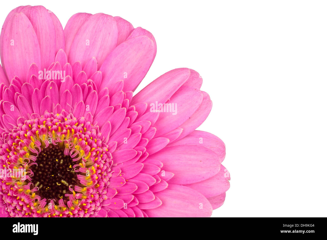 Il kernel di un pink gerbera in estrema macro closeup monopolizzati e isolato in bianco Foto Stock