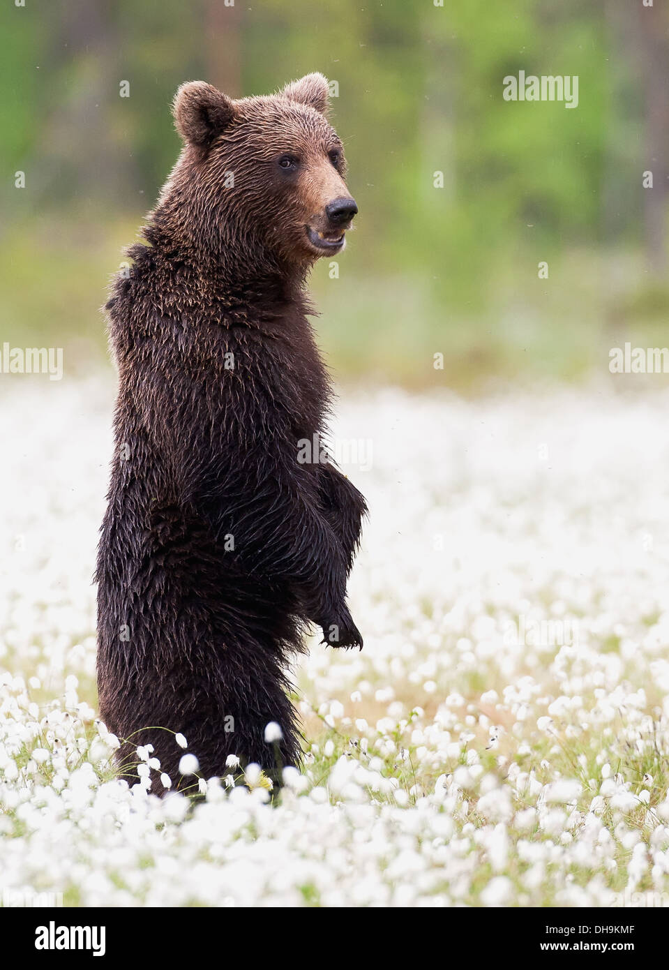 Orso Bruno Foto Stock