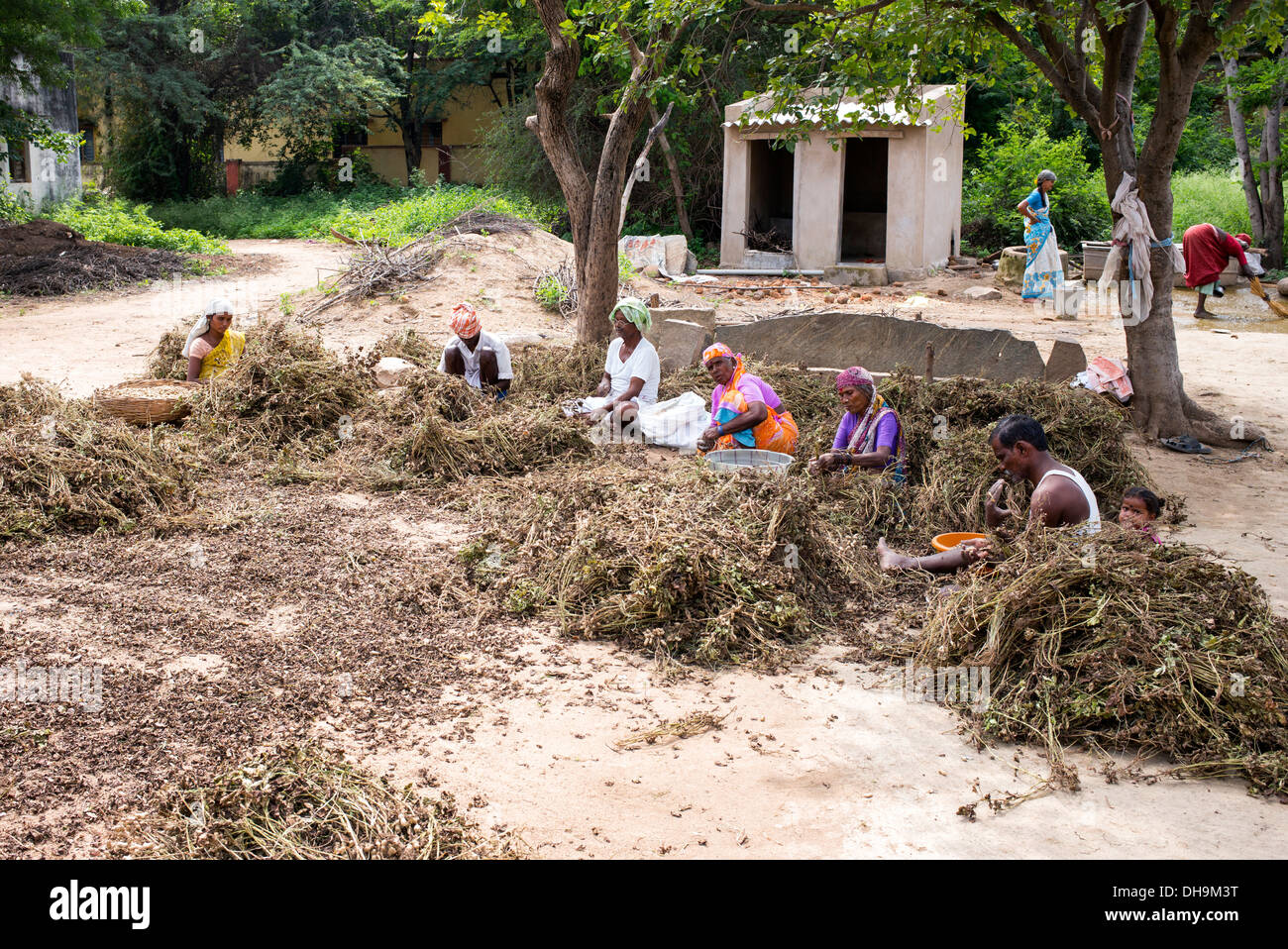 Le donne indiane la raccolta di arachidi in una zona rurale villaggio indiano. Andhra Pradesh, India Foto Stock