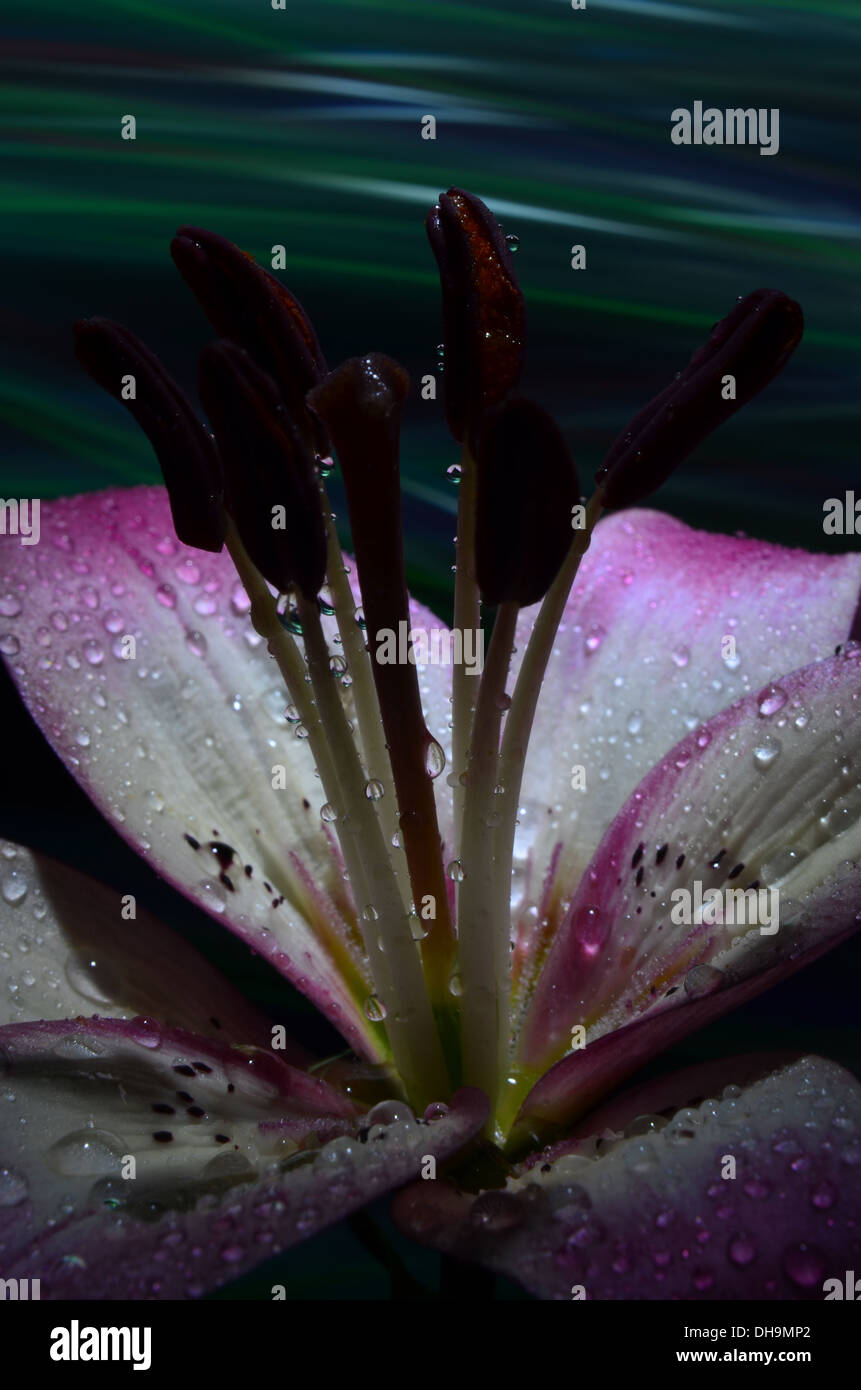 Unica raccolta di fiori in un ambiente studio Foto Stock