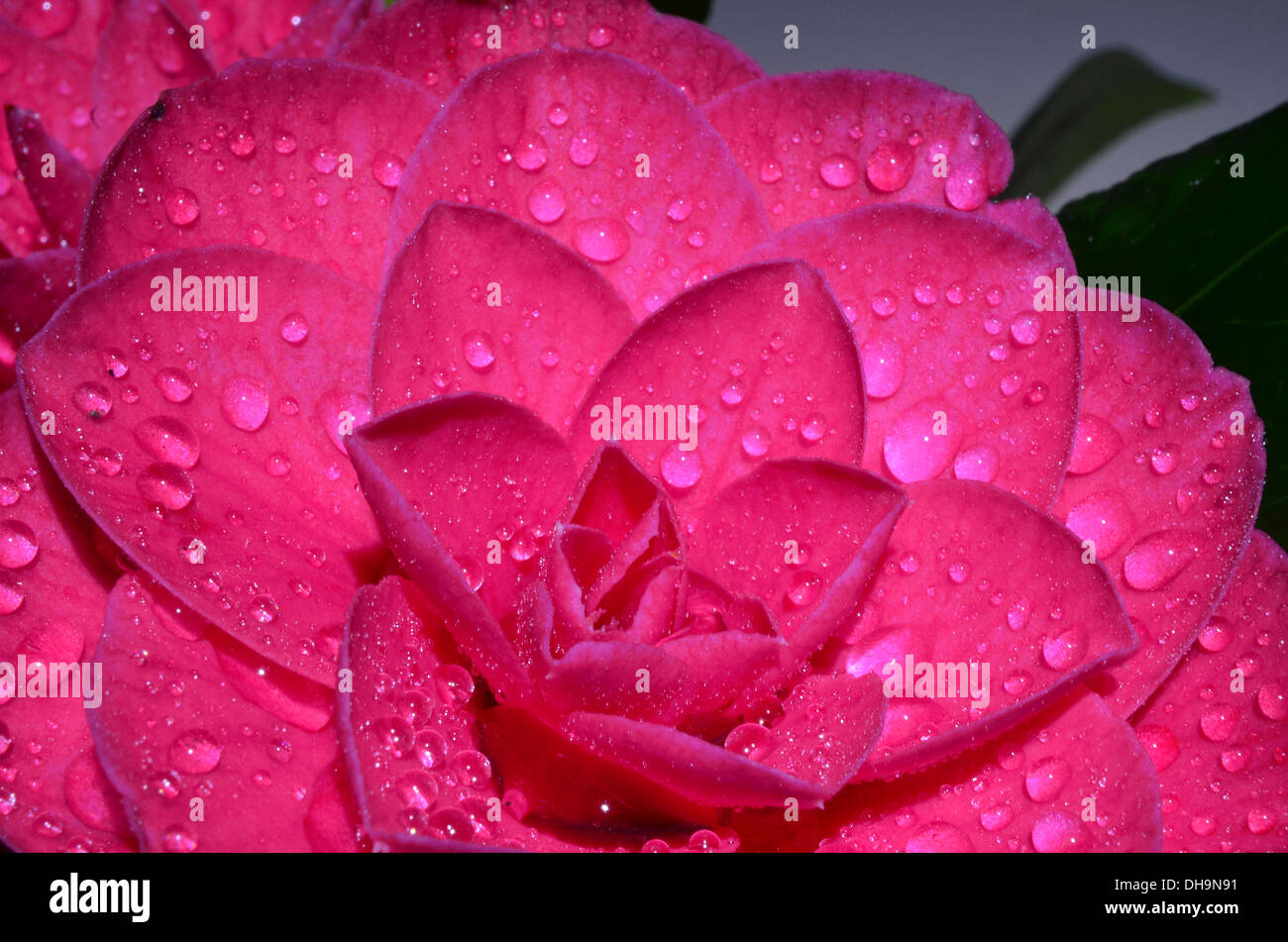 Una selezione di singoli fiori preso in un ambiente di studio Foto Stock