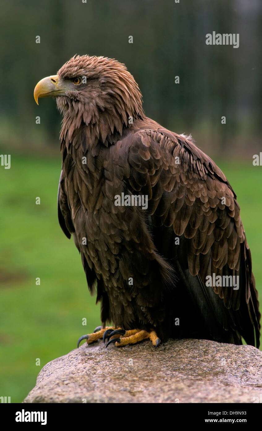 Eagle (Haliaeetus albicilla), Seeadler (Haliaeetus albicilla) Foto Stock