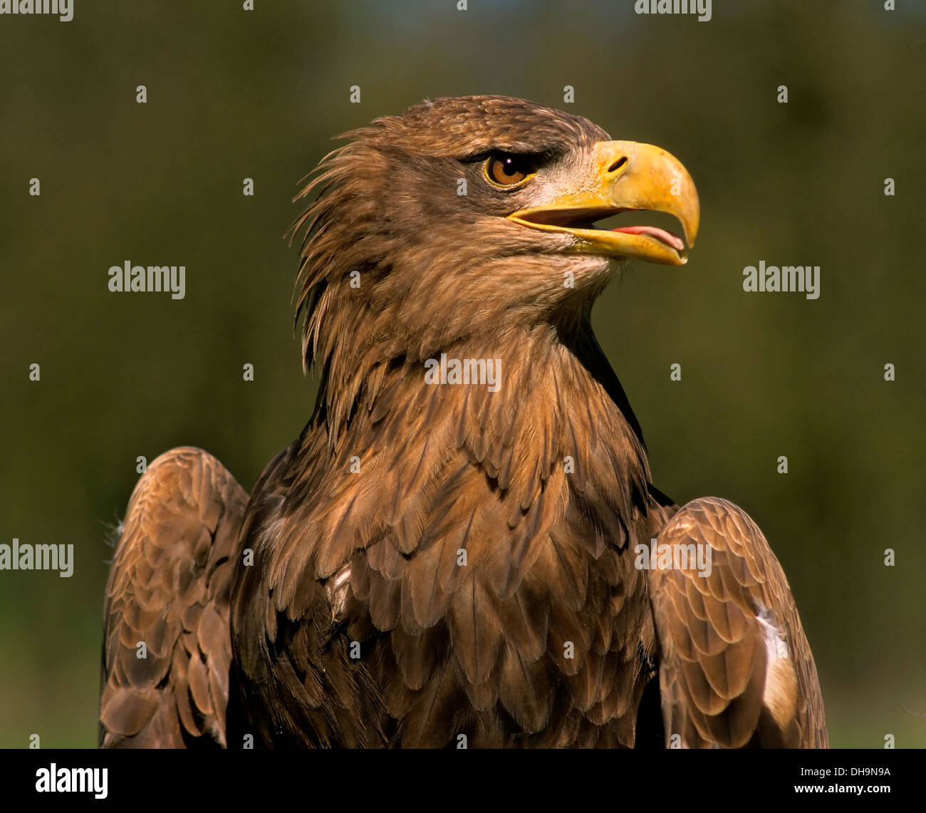 Eagle (Haliaeetus albicilla), Seeadler (Haliaeetus albicilla) Foto Stock