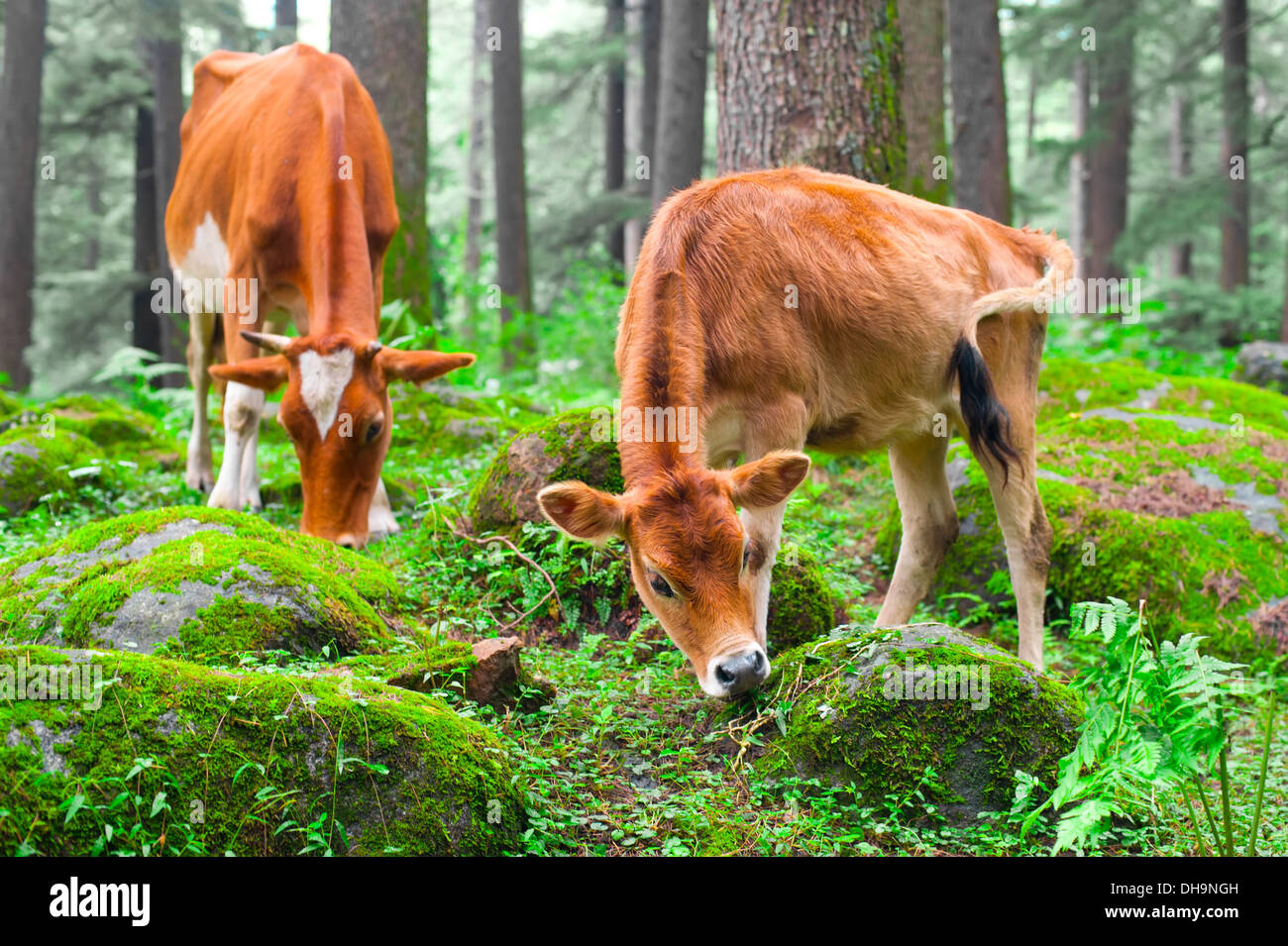 Animale della fattoria. Mucca e un po' di vitello al prato erboso nella foresta. India Foto Stock