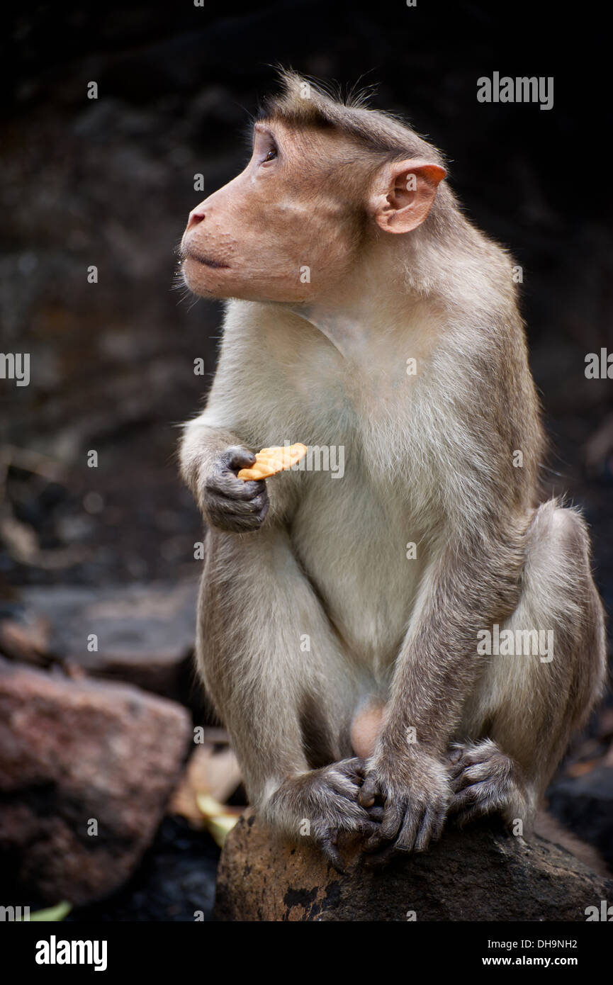 Adulto di scimmia posta a mangiare cibo nella foresta di bamboo. India del sud Foto Stock