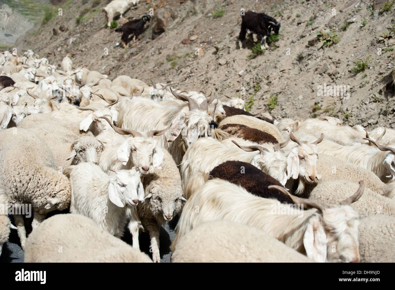 Allevamento di pecore e kashmir (pashmina) caprini da indiano highland farm in Ladakh Foto Stock