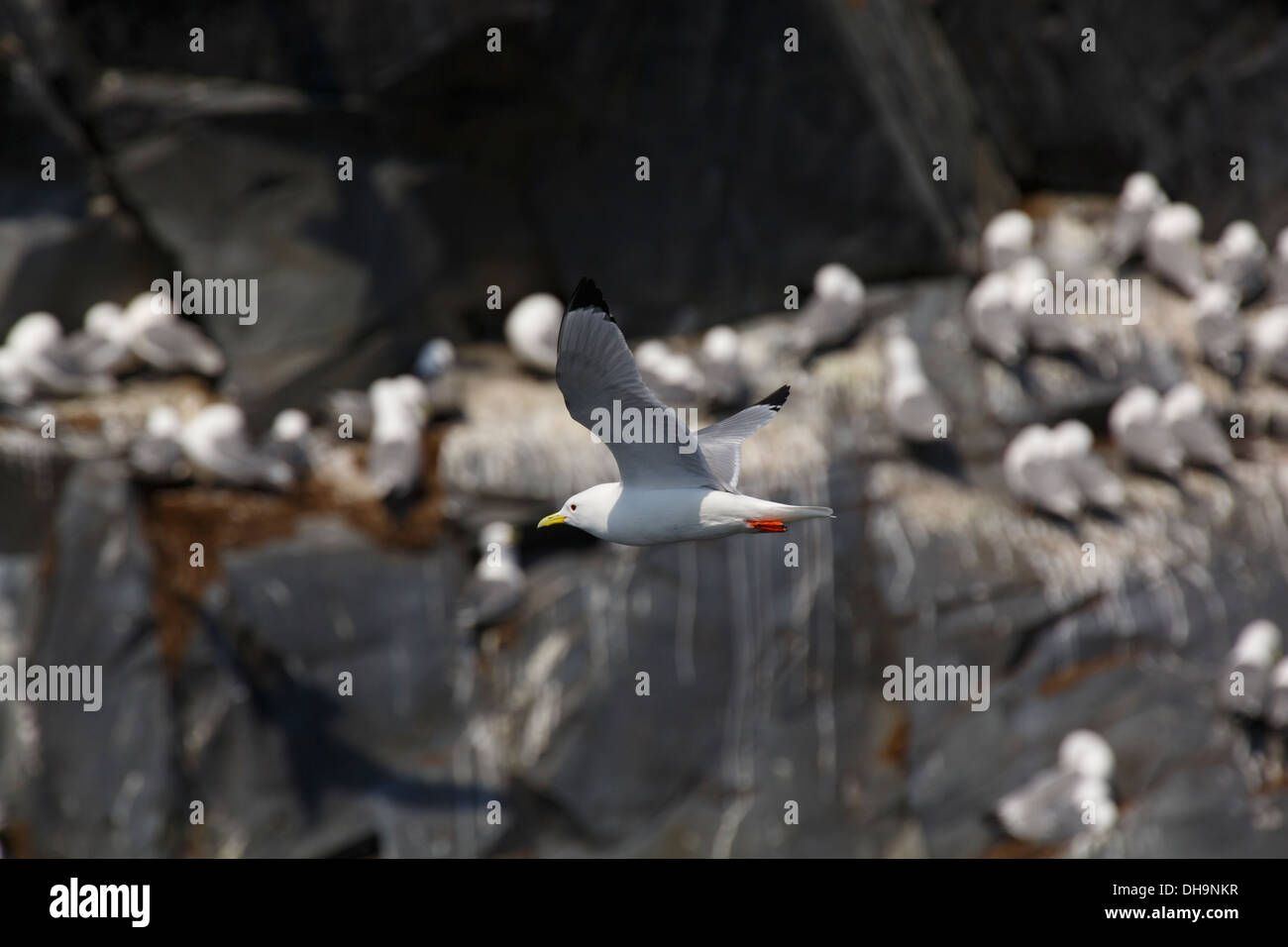 Nero-zampe, Kittiwakes (Cinclus mexicanus) di cui uno con zampe rosse, Prince William Sound, Chugach National Forest, Alaska. Foto Stock