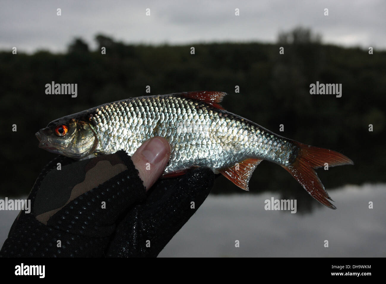 Pesca grossa per Roach Foto Stock