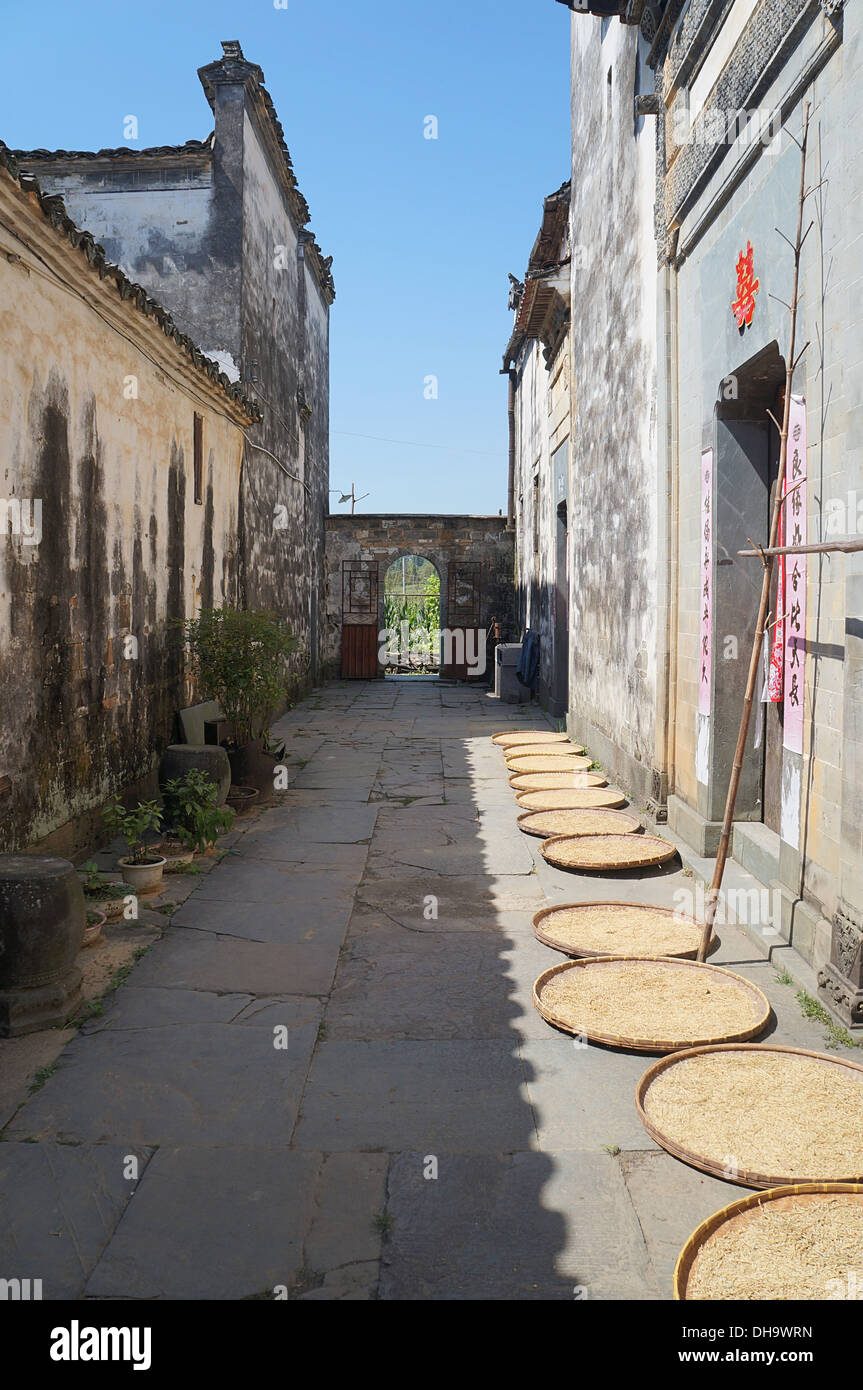 Riso in essiccazione Wuyuan, Jiangxi, Cina Foto Stock