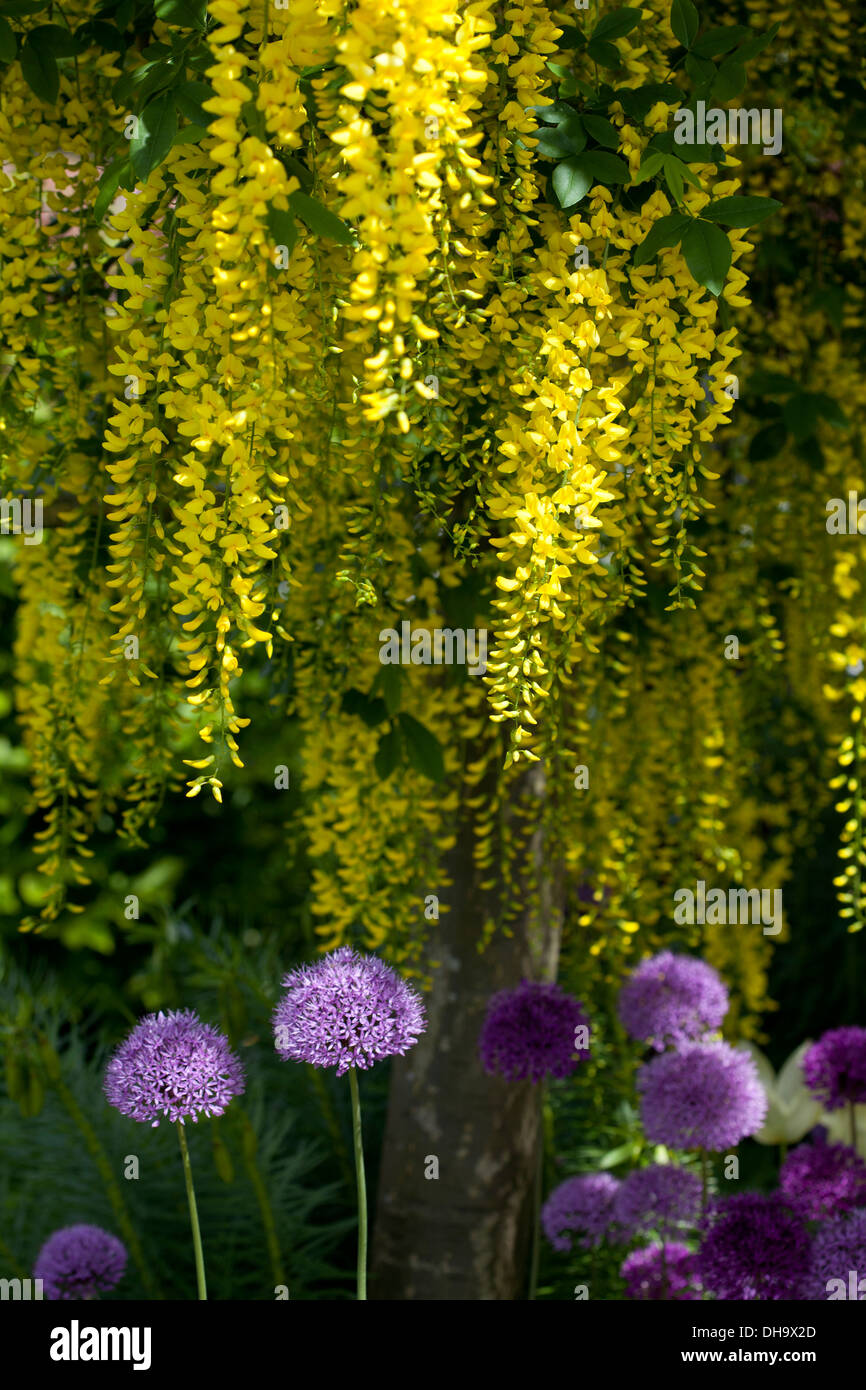 Il maggiociondolo con Alliums crescente al di sotto Foto Stock