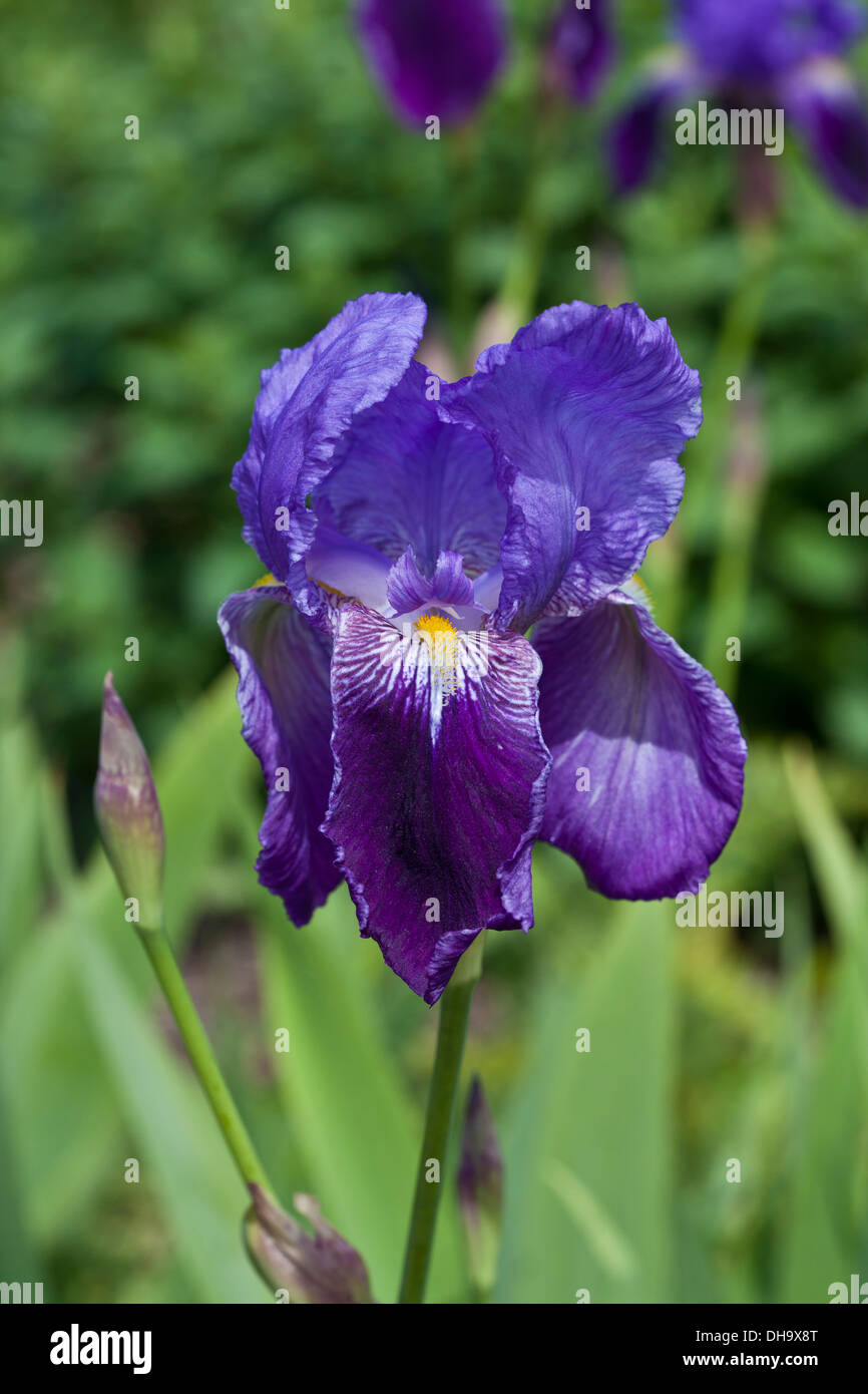 Viola Iris barbuto Foto Stock