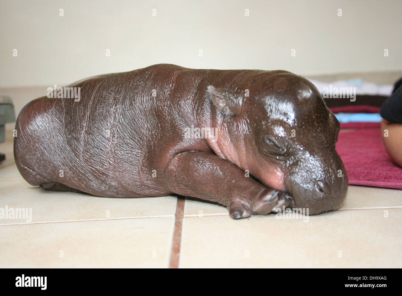 Hip Hip urrà per Harry Ippona! Questa sei giorni Ippopotamo pigmeo di vitello di vivere una buona vita con i suoi gestori di eventi a Cango Wildlife Ranch Foto Stock