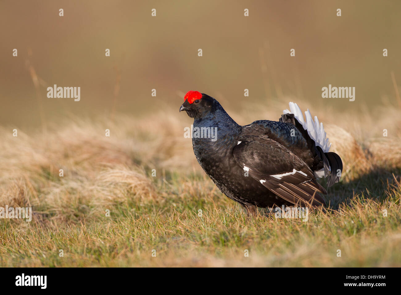 Maschio di gallo forcello (Tetrao tetrix) Blackcock visualizzazione a lek. Occhio bargigli. Yorkshire Dales, North Yorkshire, Inghilterra, Regno Unito Foto Stock