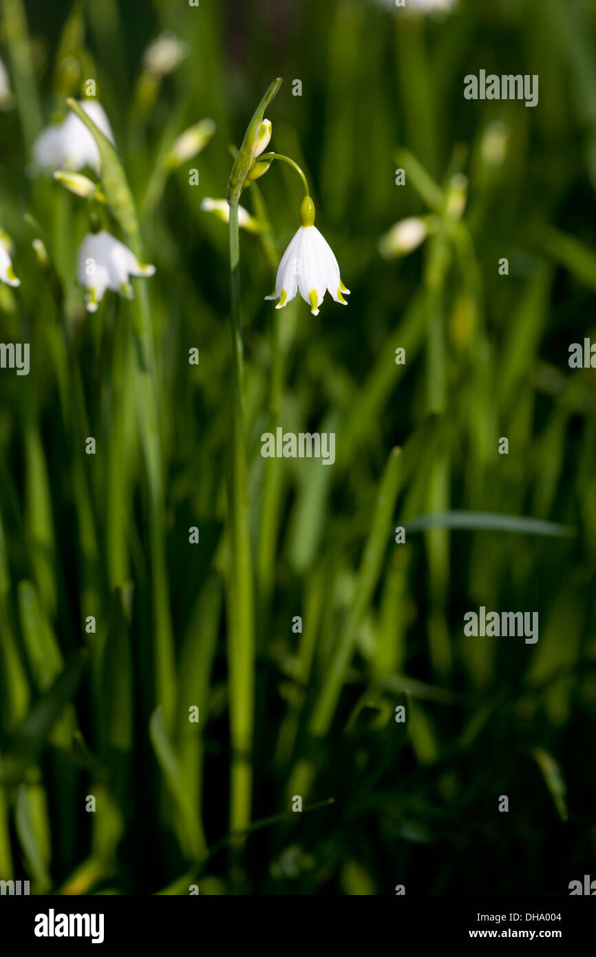 Leucojum aestivum in Marzo Foto Stock