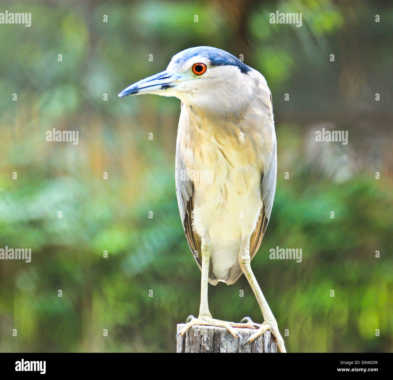 Bellissima vista di un uccello Nitticora Foto Stock