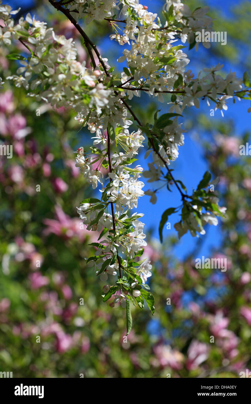 Malus transitoria con Magnolia Jane in background contro un luminoso cielo blu Foto Stock