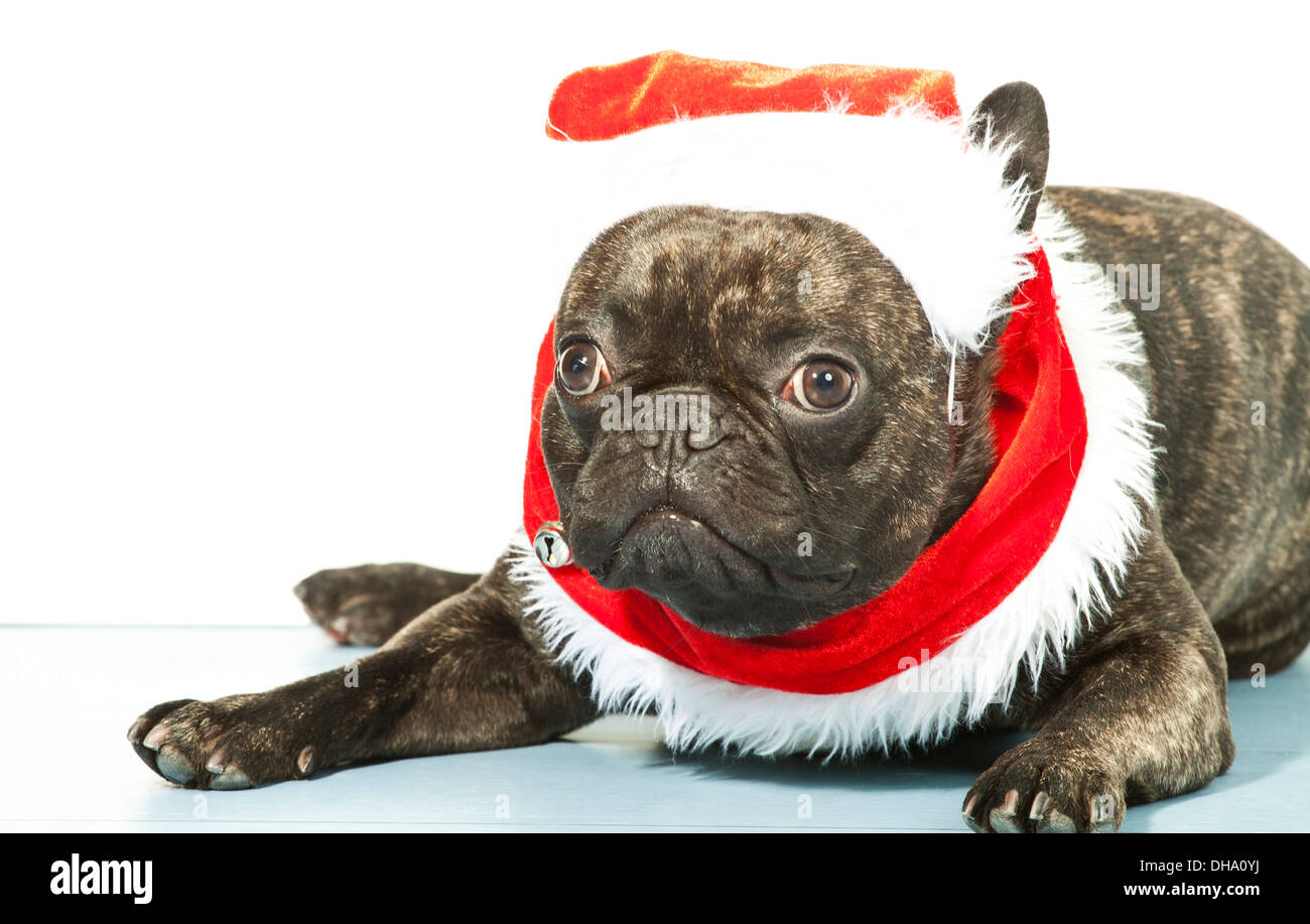 Natale - cane bulldog francese vestito per Natale Foto stock - Alamy