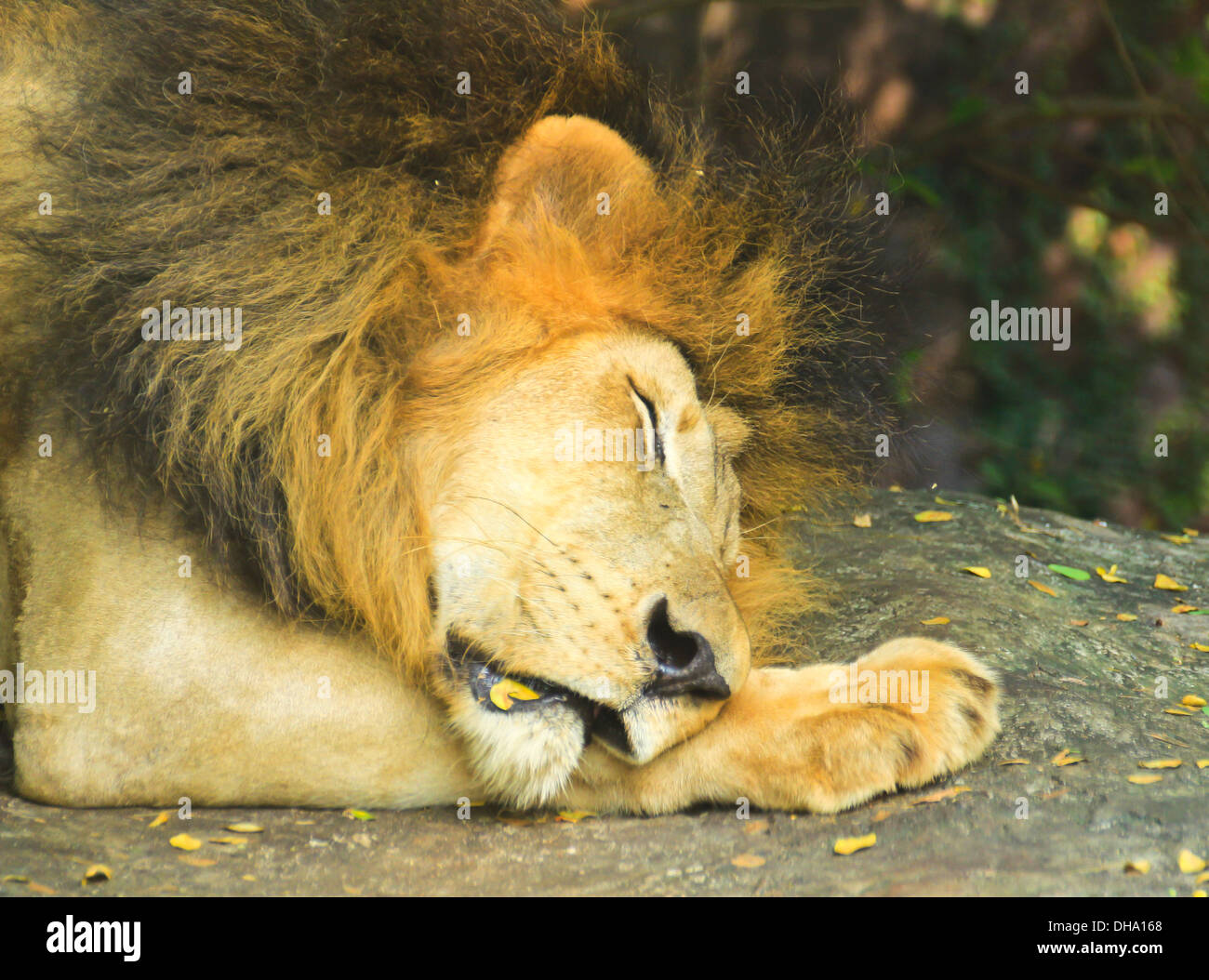 In prossimità della testa di un maschio di leone dormendo nel giardino zoologico. Foto Stock