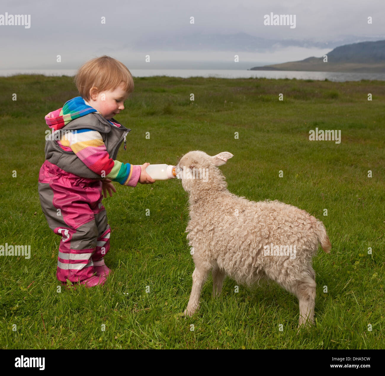Alimentazione per bimbi più grandi di un giovane agnello una bottiglia, Eskifjordur, Islanda Foto Stock