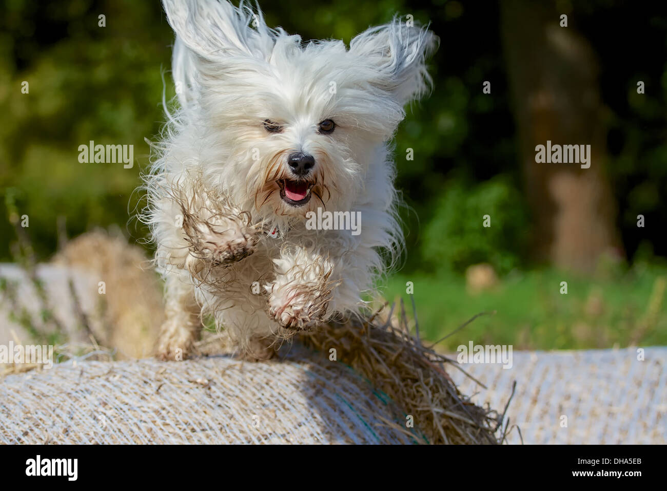 Un cane salta fuori di balle di paglia balle di paglia, mentre la sua pelliccia sacchi sulla destra. Foto Stock