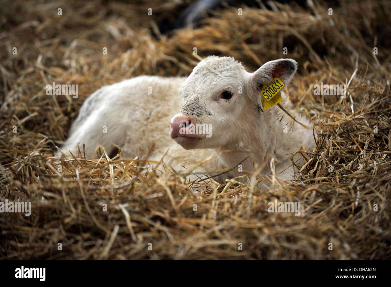 Un vitello giovane risiede nella paglia in un fienile in fattoria a Dumfries house, Scozia. Foto Stock