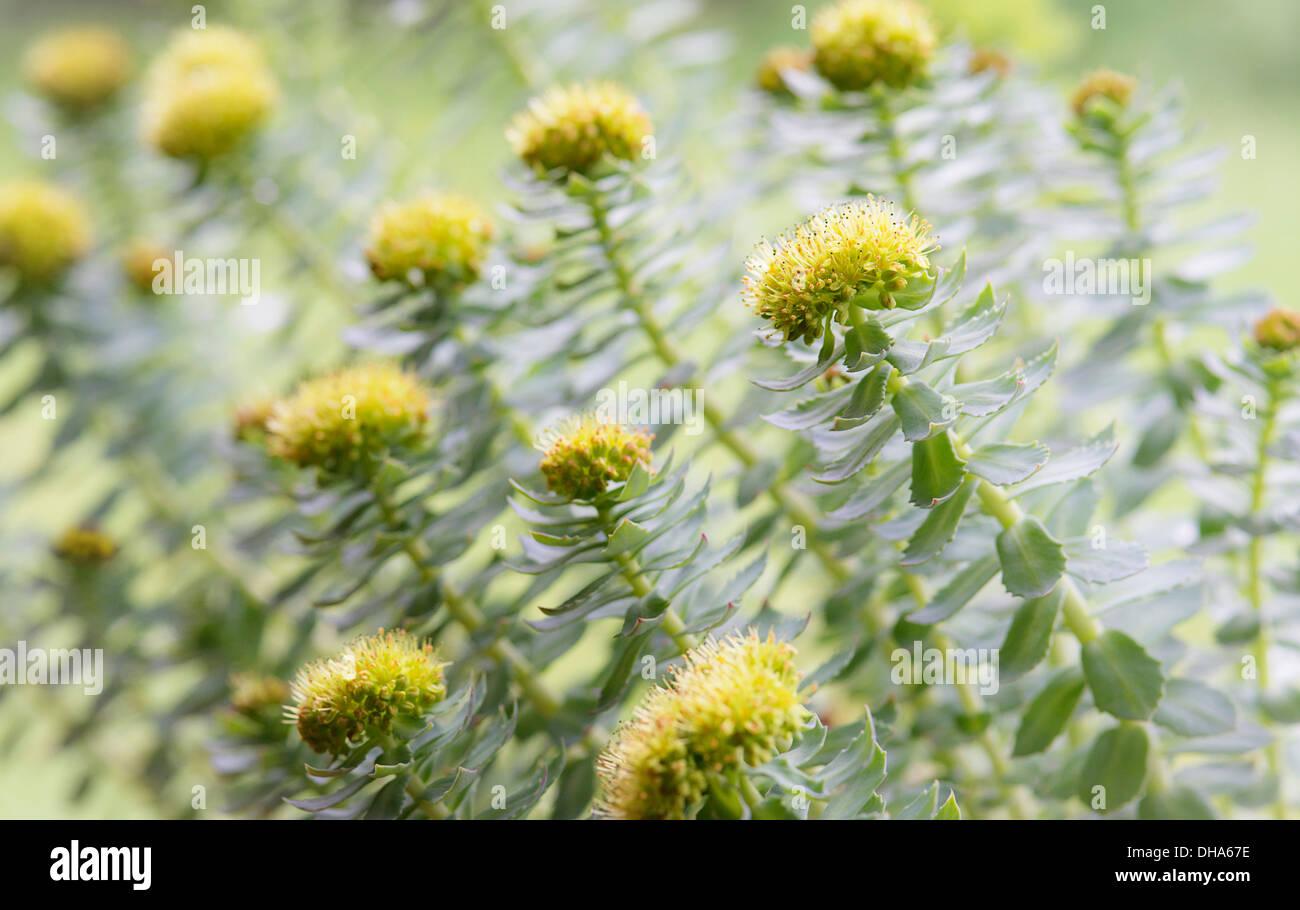 Radice di rose, Rhodiola rosea, utilizzato in medicina di erbe. In prossimità delle teste dei fiori, il fuoco selettivo. Foto Stock