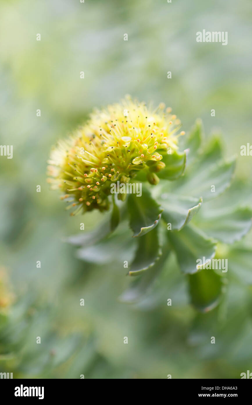 Radice di rose, Rhodiola rosea, utilizzato in medicina di erbe. Ravvicinata di una singola testa di fiori, il fuoco selettivo. Foto Stock