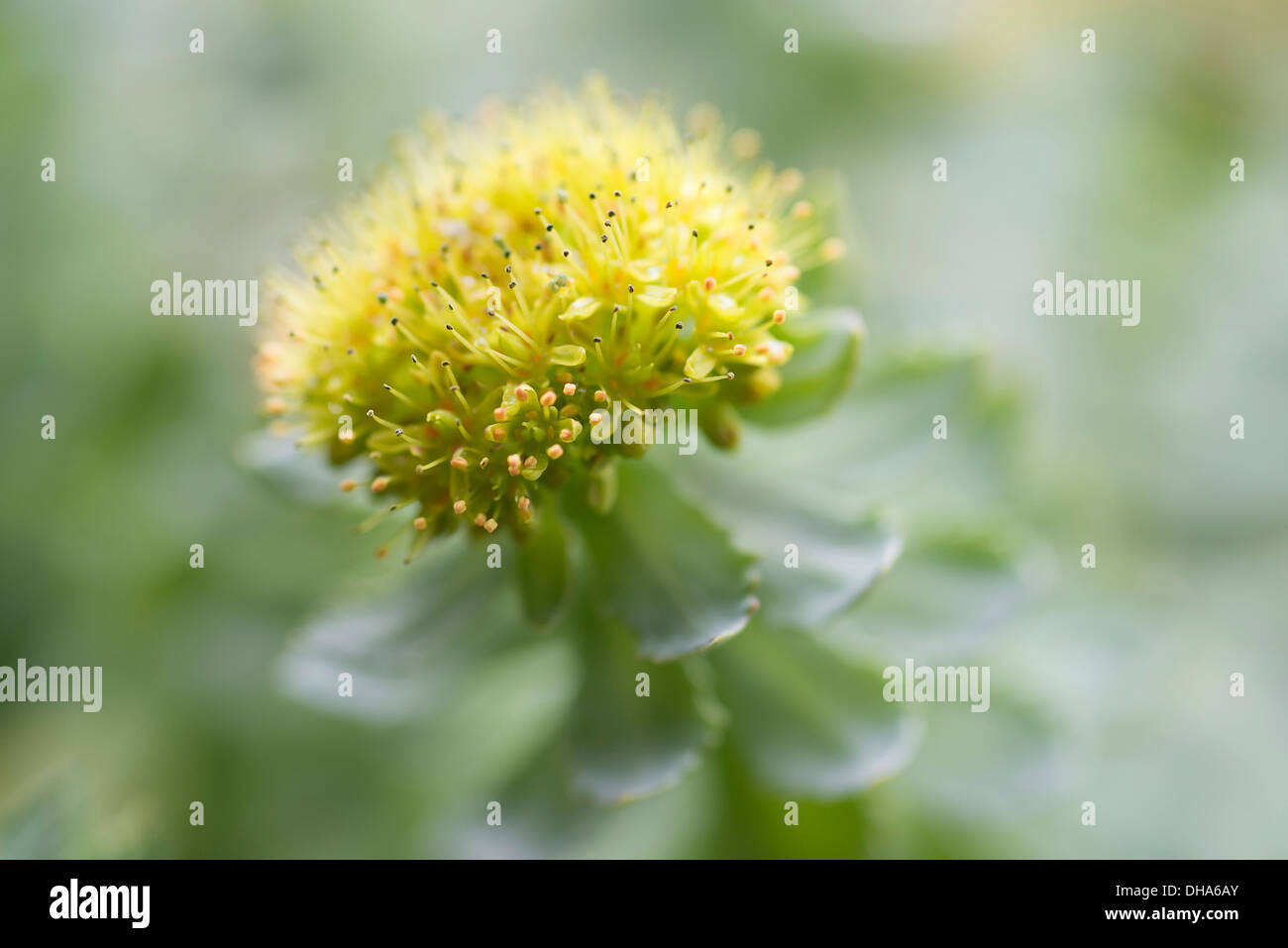 Radice di rose, Rhodiola rosea, utilizzato in medicina di erbe. Ravvicinata di una singola testa di fiori, il fuoco selettivo. Foto Stock