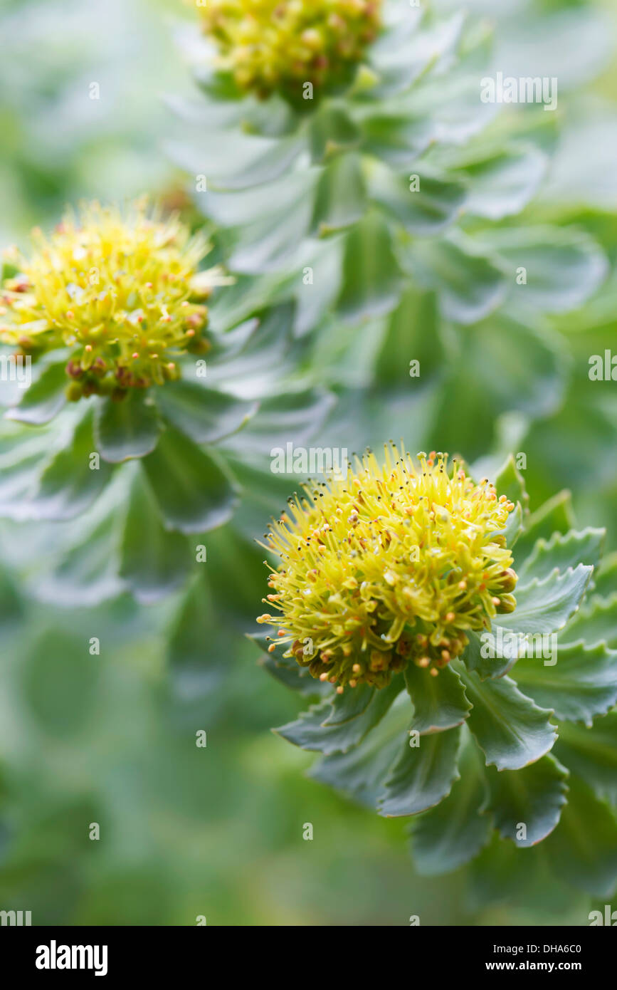 Radice di rose, Rhodiola rosea, utilizzato in medicina di erbe. In prossimità delle teste dei fiori, il fuoco selettivo. Foto Stock