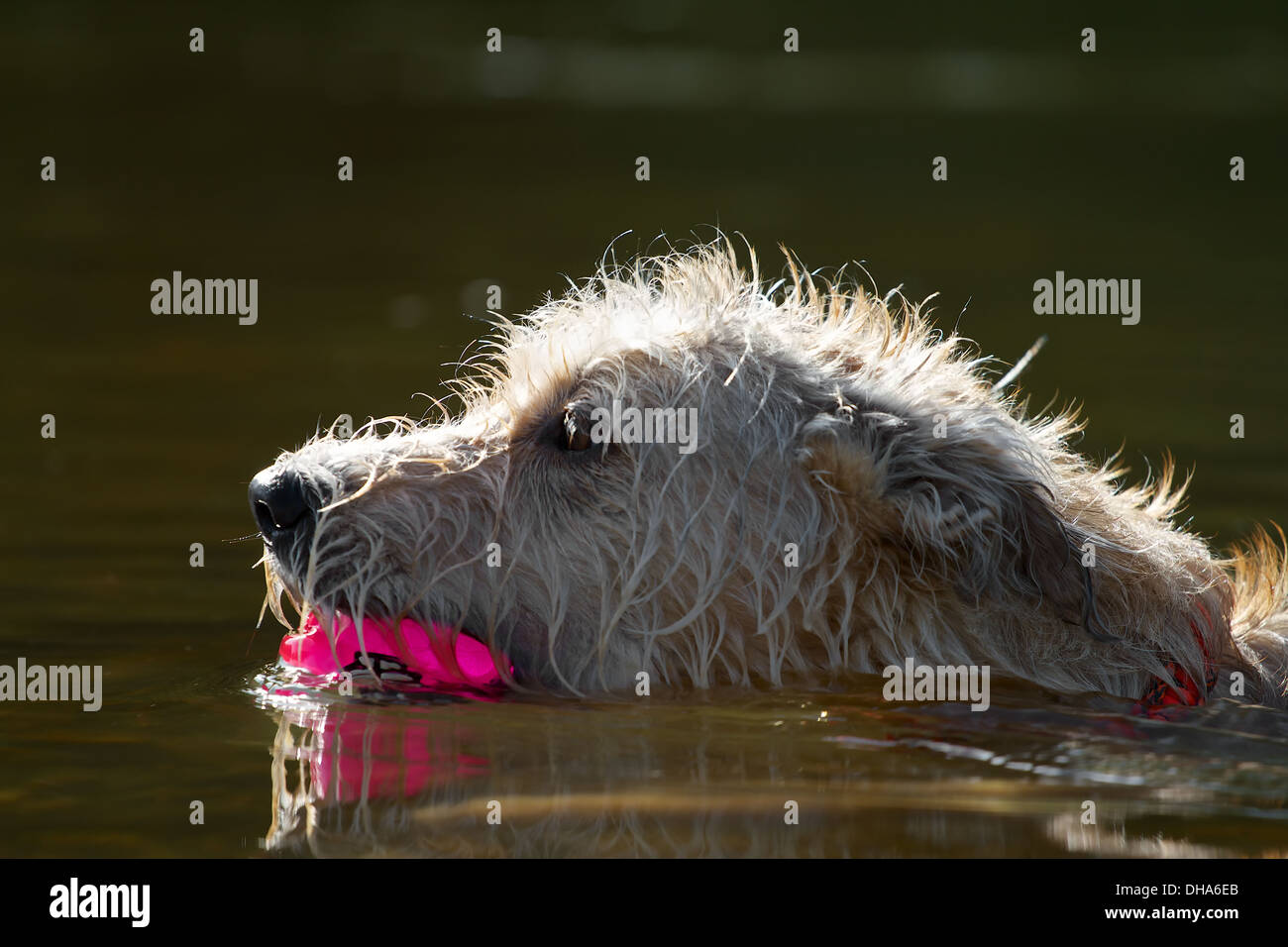 Un cane nuota con un giocattolo retroilluminati da un fiume. Foto Stock
