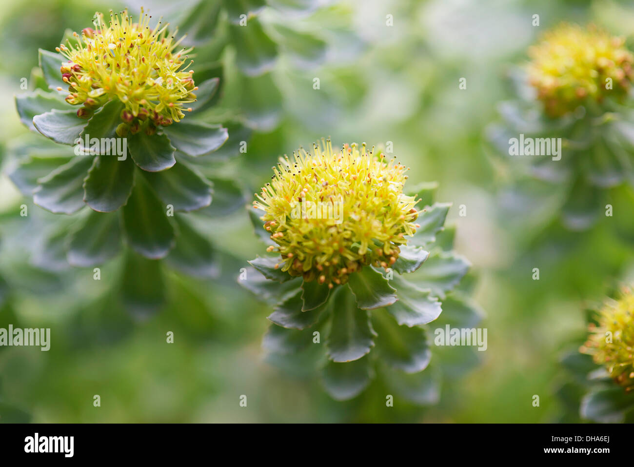 Radice di rose, Rhodiola rosea, utilizzato in medicina di erbe. In prossimità delle teste dei fiori, il fuoco selettivo. Foto Stock