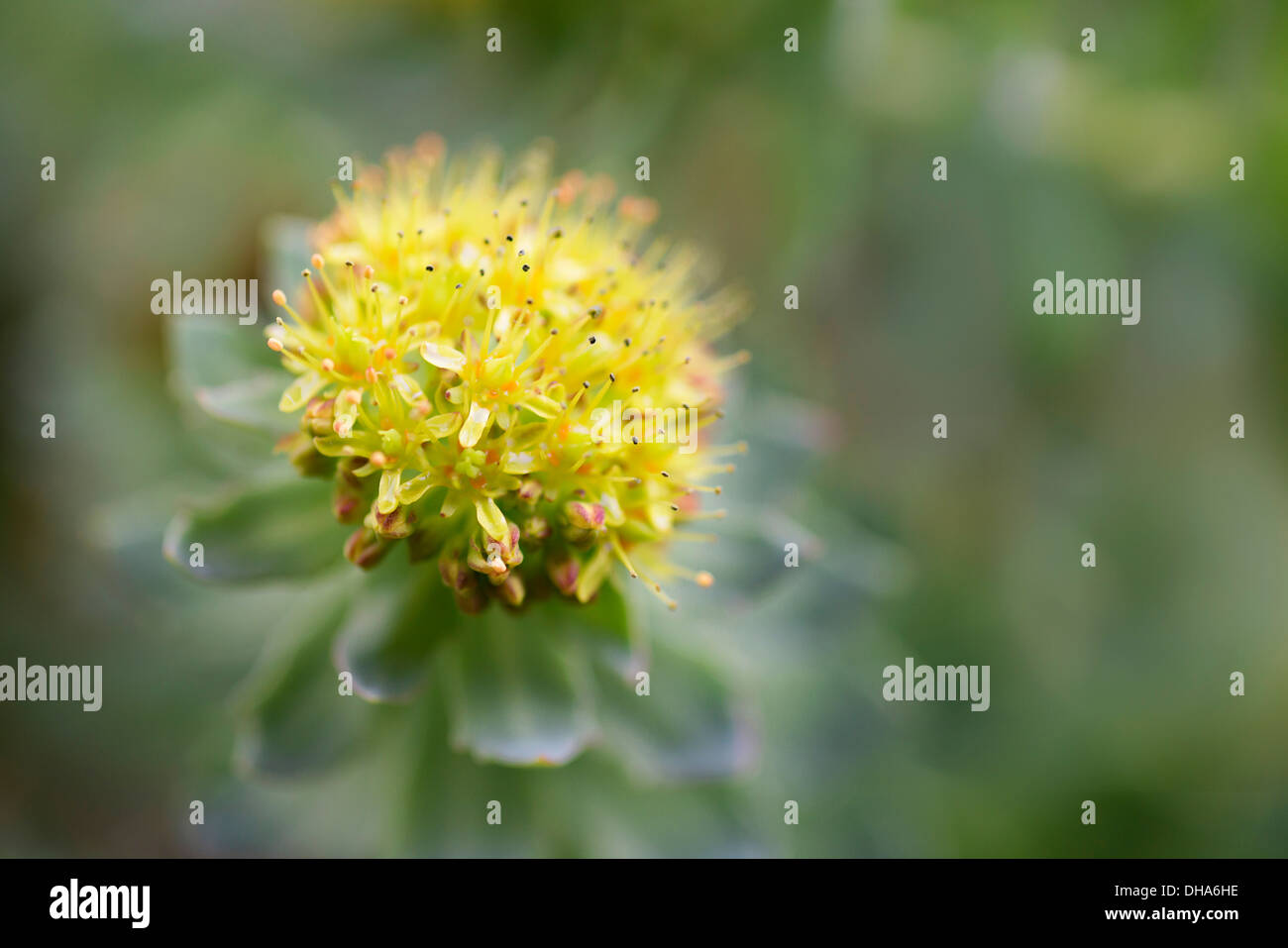 Radice di rose, Rhodiola rosea, utilizzato in medicina di erbe. Ravvicinata di una singola testa di fiori, il fuoco selettivo. Foto Stock