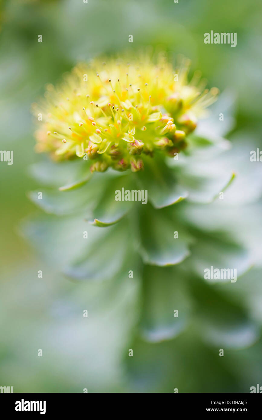 Radice di rose, Rhodiola rosea, utilizzato in medicina di erbe. Ravvicinata di una singola testa di fiori, il fuoco selettivo. Foto Stock