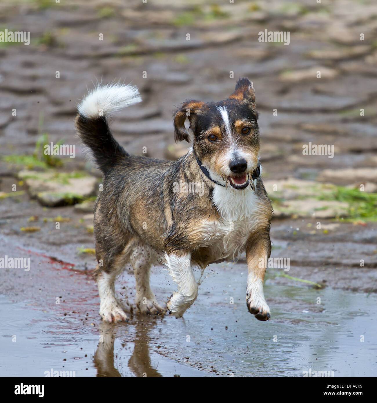 Una razza mista cane salti molto dinamico e divertente attraverso una pozza d'acqua Foto Stock