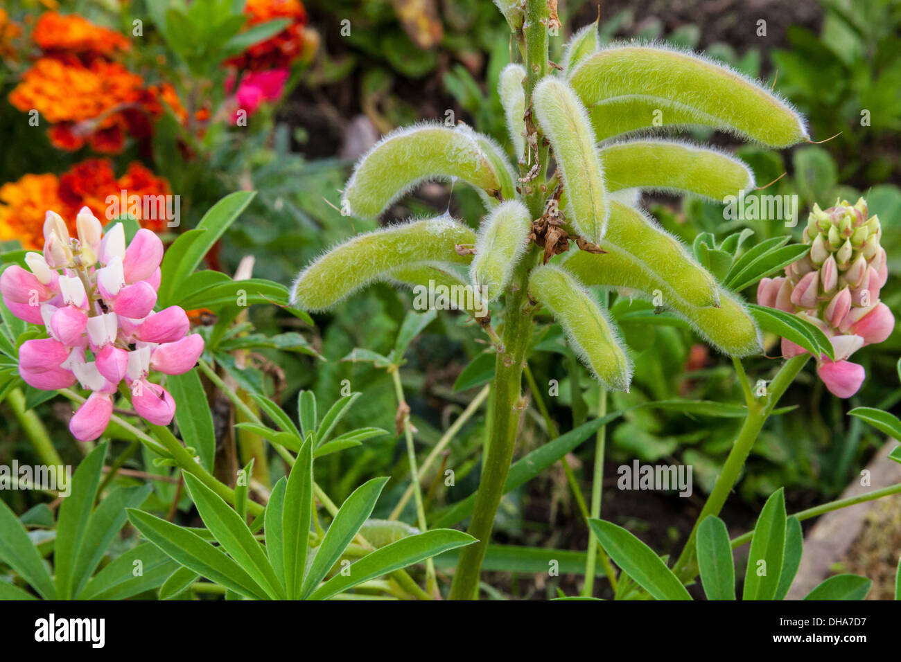 Lupin, lupino (latino lupinus) è non nativo e invasivo in Scozia. I semi sono simili a noci e una volta erano i favoriti delle antiche truppe europee Foto Stock