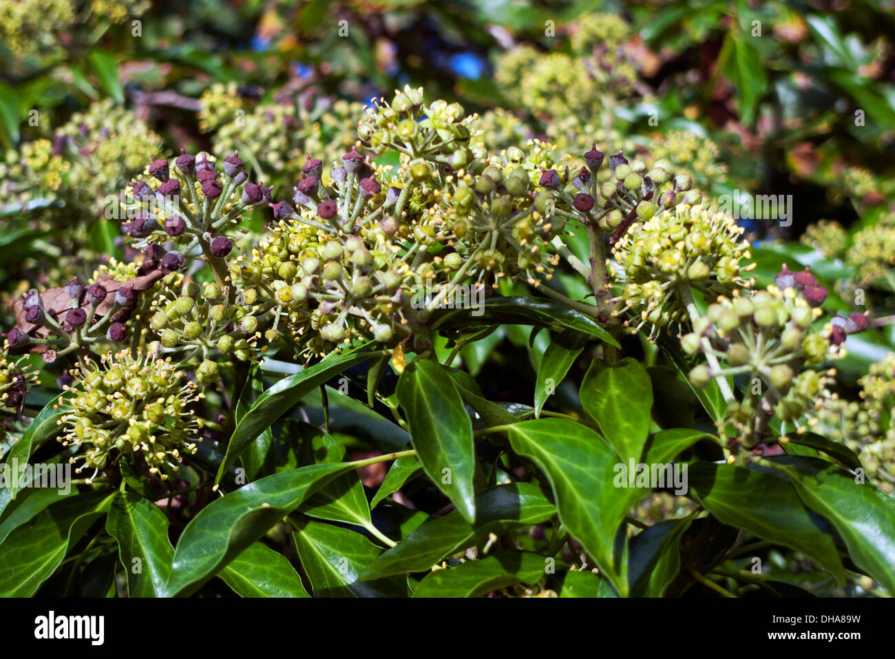 Ivy in fiore (hedera Helix) fiori e bacche in autunno fornendo cibo per insetti e. Uccelli nel Carmarthenshire, Galles UK KATHY DEWITT Foto Stock