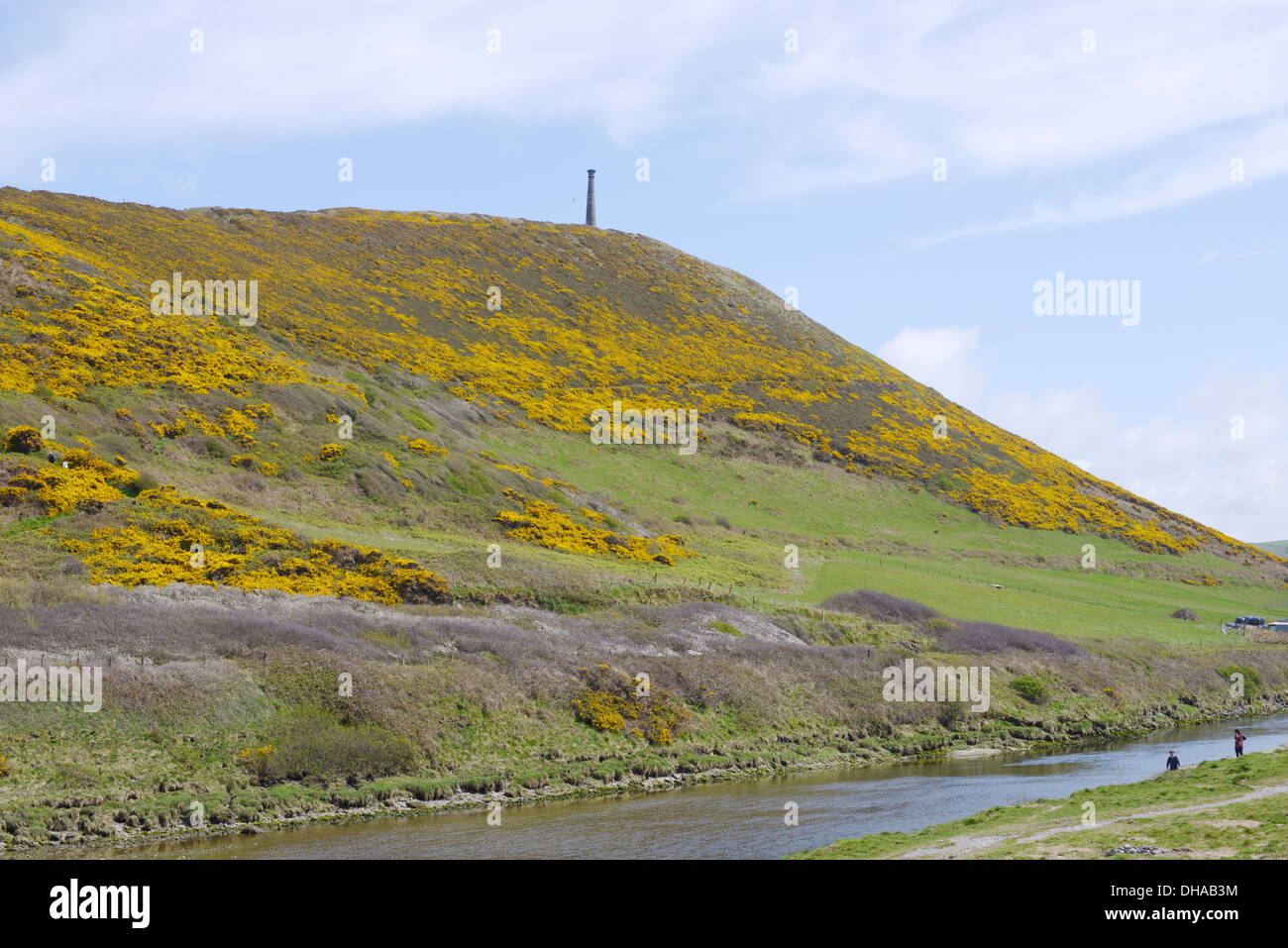 Pen Dinas riserva naturale, coperto con la fioritura Gorse Ulex europea in primavera, Aberystwyth, Wales, Regno Unito Foto Stock