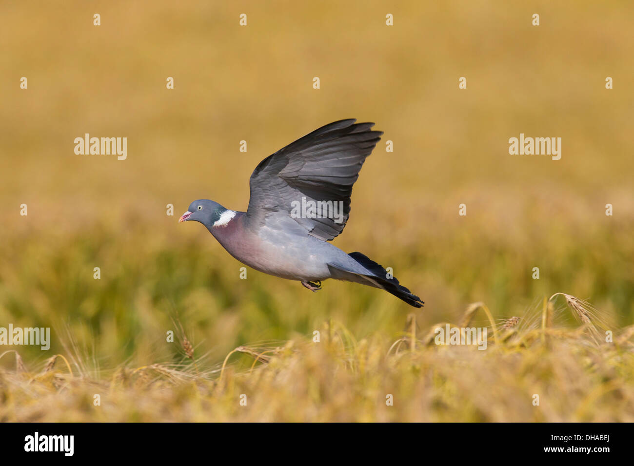 Comune Piccione di legno (Columba palumbus) lo sbarco in cornfield / campo di frumento da foraggio su cereali in terreni agricoli Foto Stock