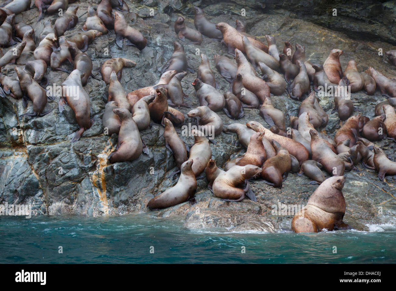 Steller leoni di mare (Eumetopias jubatus), Ghiacciaio Isola, Prince William Sound, Chugach National Forest, Alaska. Foto Stock