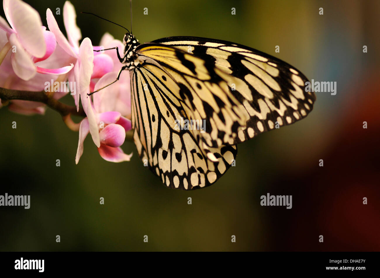 I visitatori godere la magia di farfalle al Tucson Giardini Botanici, Tucson, Arizona, Stati Uniti. Foto Stock