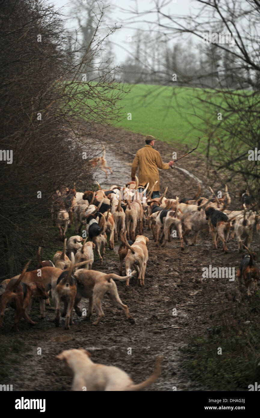 British fox hunting hounds. Foto Stock