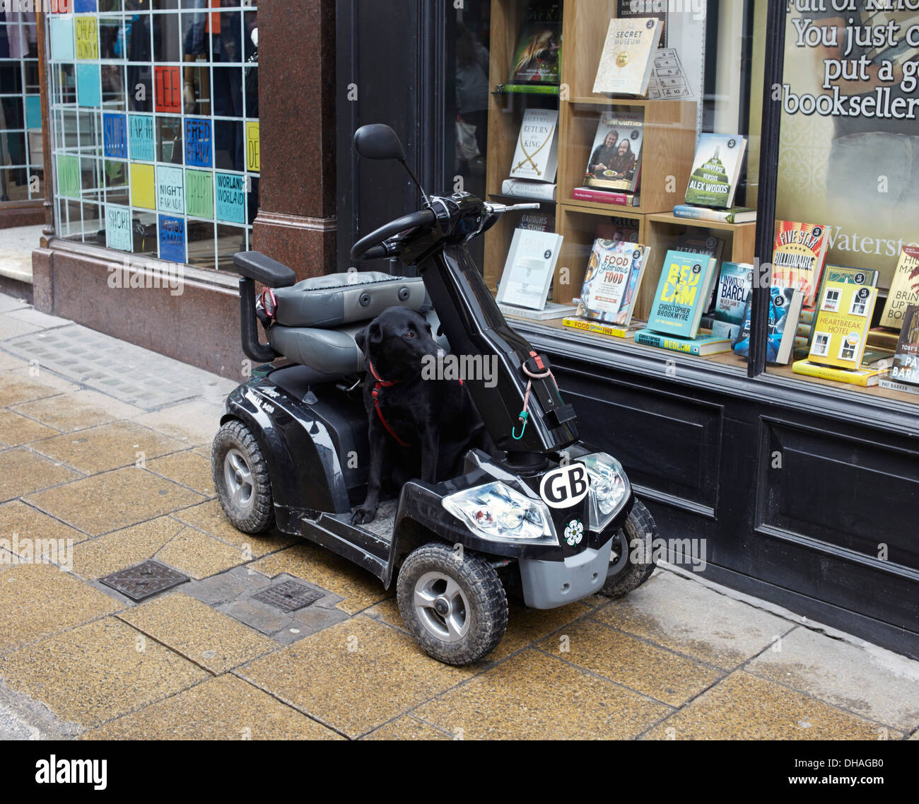 Cane nero sulla mobilità scooter fuori bookshop Foto Stock