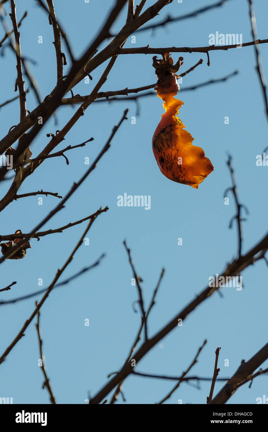 Un frutto persimmon mezza consumata in autunno. Foto Stock