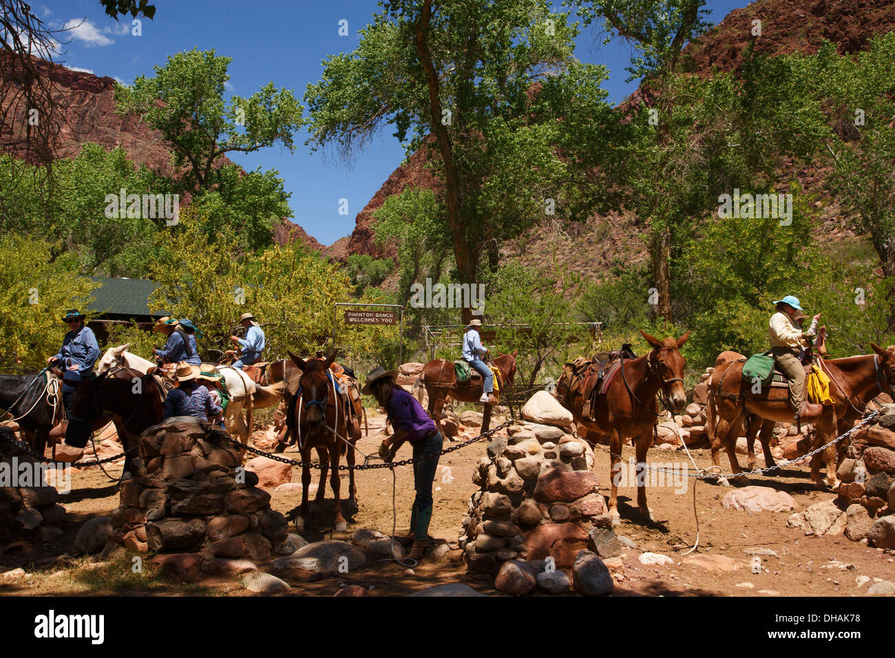 Pack muli al Ranch Fantasma al fondo del Parco Nazionale del Grand Canyon, Arizona. Foto Stock