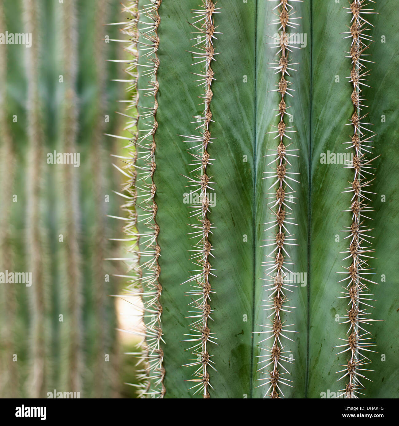 Close Up di aghi su un cactus Foto Stock